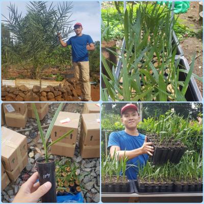 Chà là mô Red Barhee - 136